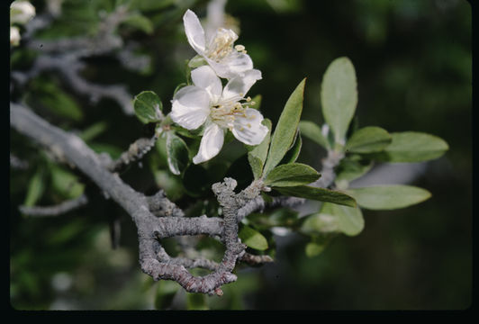 Image of wild crab apple