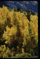 Image of quaking aspen