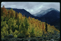 Image of quaking aspen