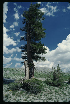 Image of whitebark pine