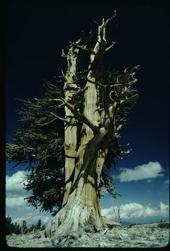 Image of whitebark pine