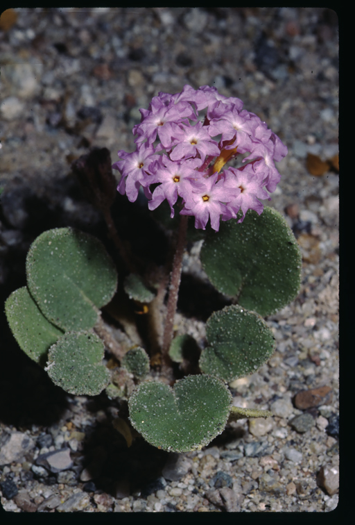 Imagem de Abronia villosa S. Wats.