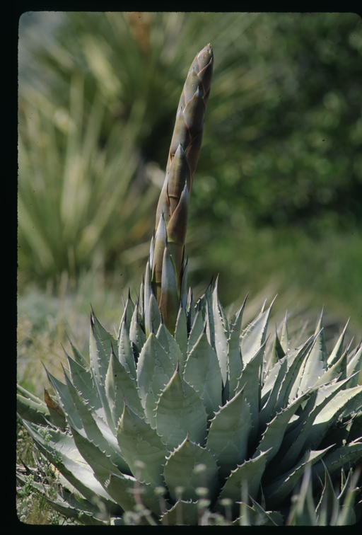 Image of Century Plant or Maguey