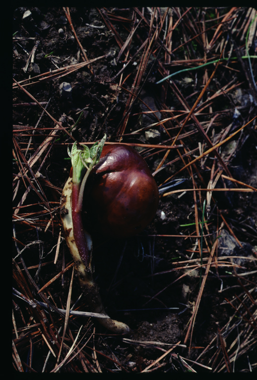 Aesculus californica (Spach) Nutt. resmi