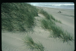 Image of European beachgrass