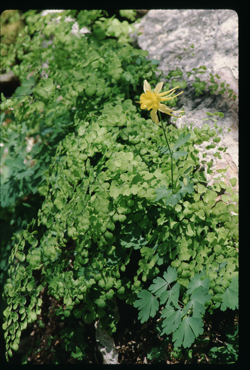 Image of golden columbine