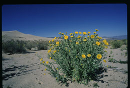 Image of woolly desert marigold