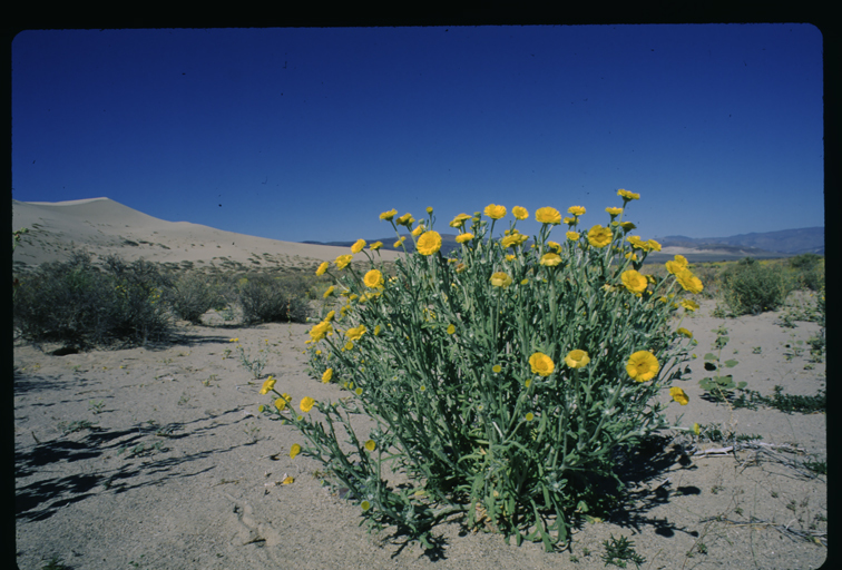 Image of woolly desert marigold