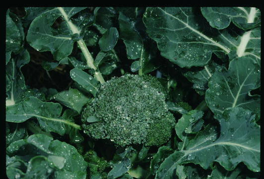 Plancia ëd Brassica oleracea L.