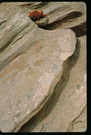 Image of rough Indian paintbrush