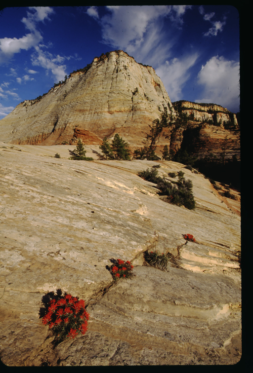 Image of rough Indian paintbrush