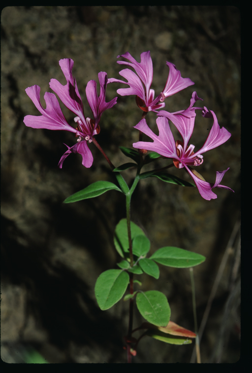 Plancia ëd Clarkia concinna (Fisch. & Mey.) Greene