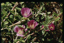 Plancia ëd Clarkia prostrata H. & M. Lewis