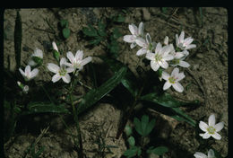 Image of lanceleaf springbeauty