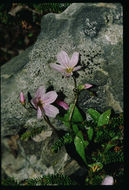 Claytonia sarmentosa C. A. Mey. resmi