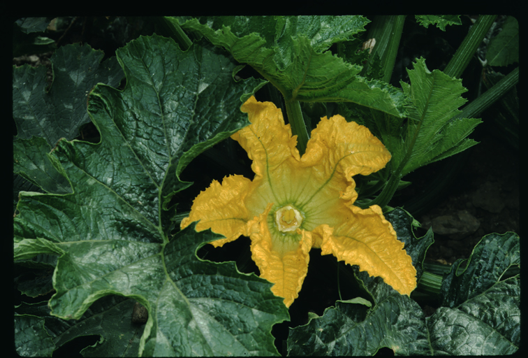 Image of field pumpkin