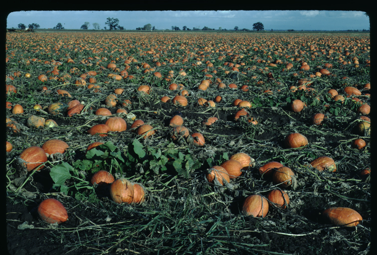 Image of Buttercup Squash