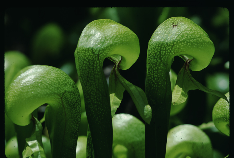 Image of California pitcherplant