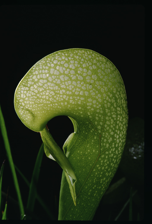 Image of California pitcherplant