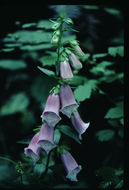 Imagem de Digitalis purpurea L.