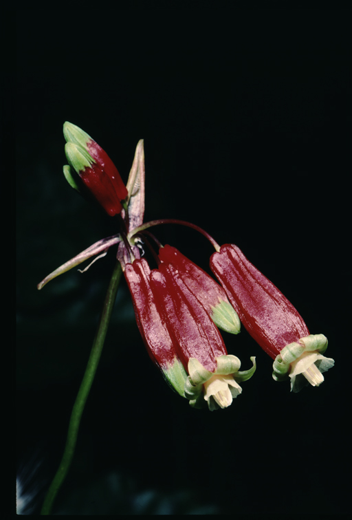 Imagem de Dichelostemma ida-maia (Alph. Wood) Greene