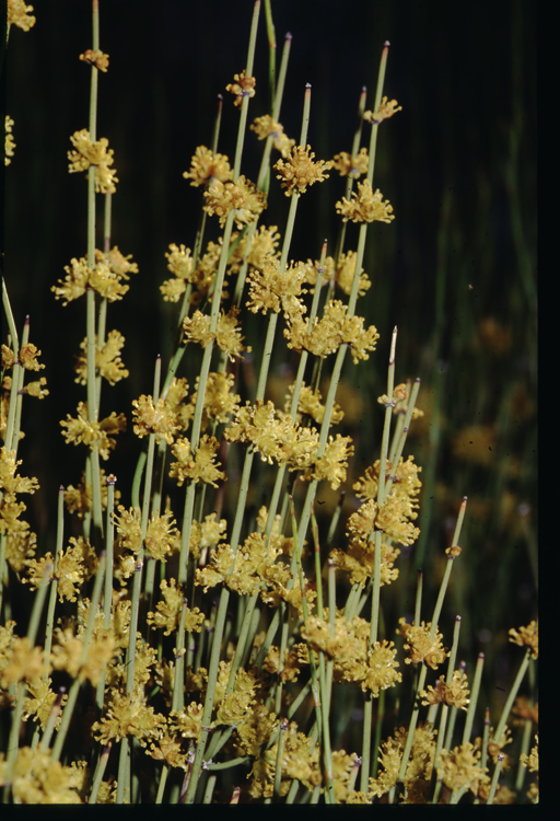 صورة Ephedra viridis Coville