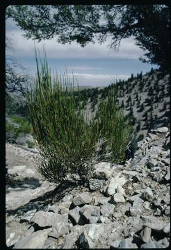 صورة Ephedra viridis Coville