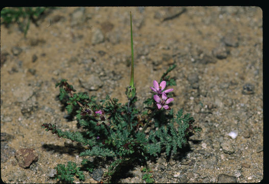 Imagem de Erodium cicutarium (L.) L'Her.