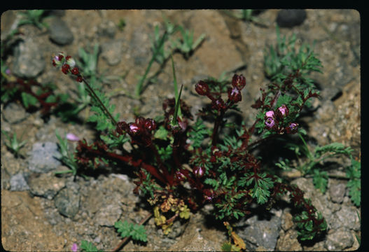 Imagem de Erodium cicutarium (L.) L'Her.