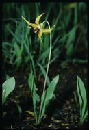 Image of Glacier Lily