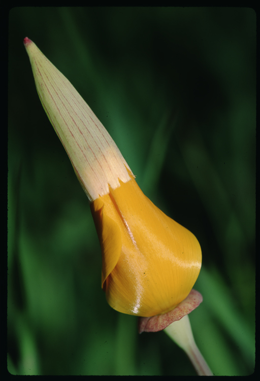 Imagem de Eschscholzia californica Cham.