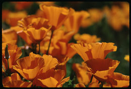 Imagem de Eschscholzia californica Cham.