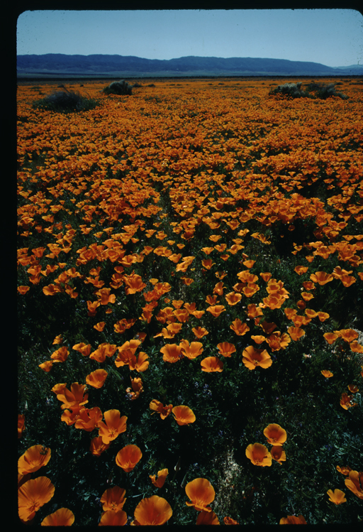 Imagem de Eschscholzia californica Cham.