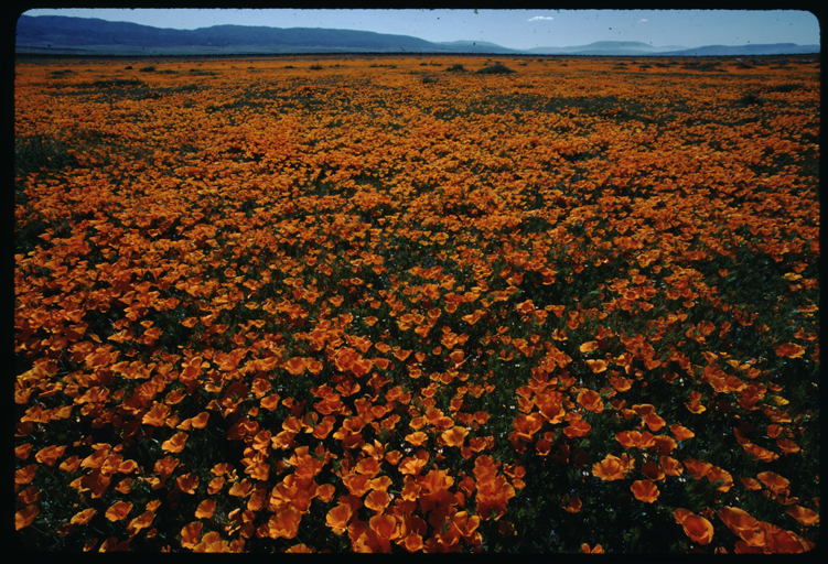 Imagem de Eschscholzia californica Cham.