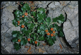 Image of Eucnide aurea (A. Gray) H. J. Thompson & W. R. Ernst