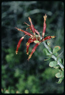 Imagem de Fouquieria diguetii (van Tiegh.) I. M. Johnston