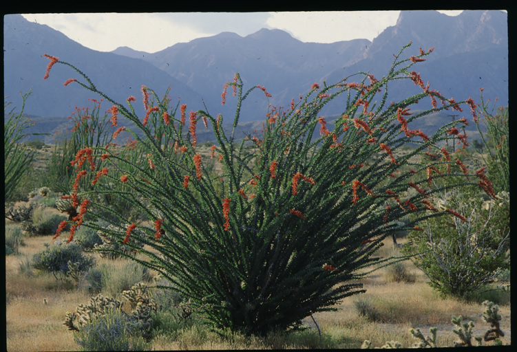 Image of ocotillo