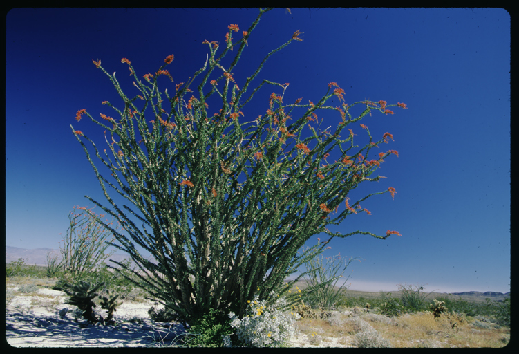 Image of ocotillo