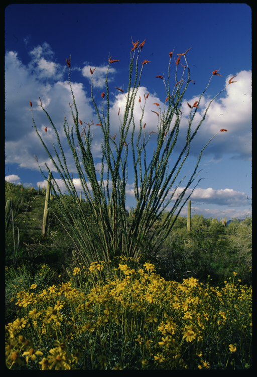 Image of ocotillo