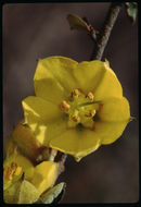 Sivun Fremontodendron californicum (Torr.) Coult. kuva