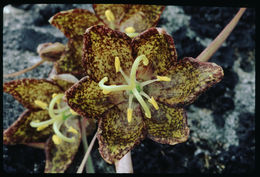 Image of spotted fritillary