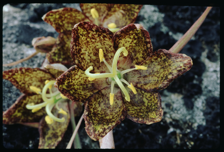 Image of spotted fritillary