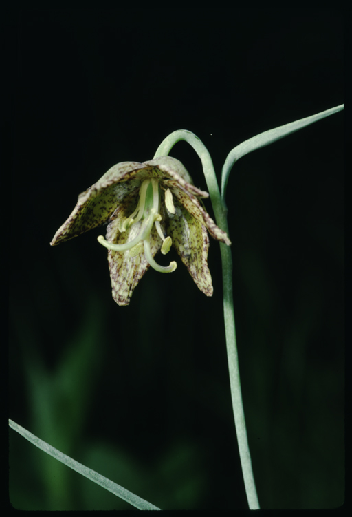 Image of spotted fritillary