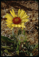 Plancia ëd Gaillardia aristata Pursh