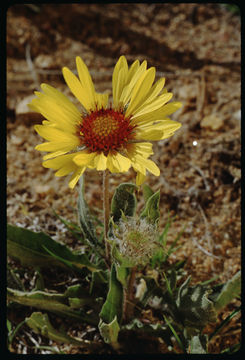 Image of Common perennial gaillardia