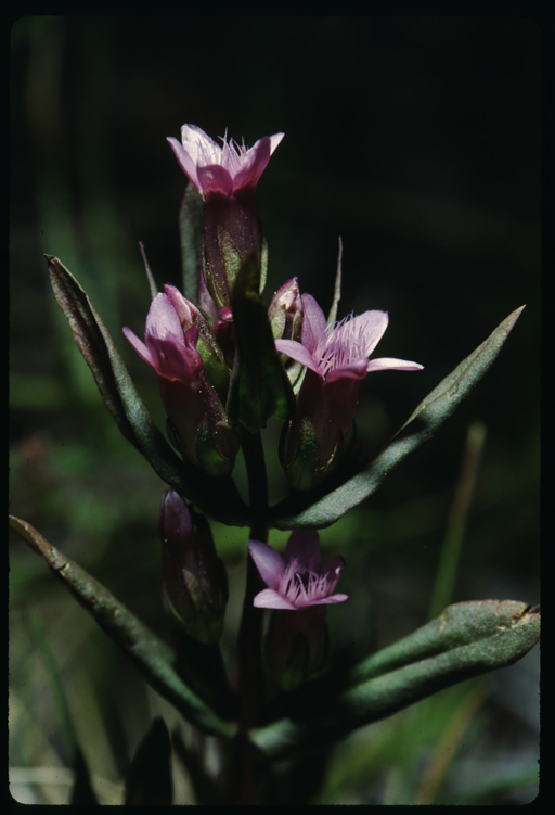 Imagem de Gentianella amarella (L.) Börner