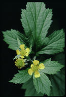 Imagem de Geum macrophyllum Willd.