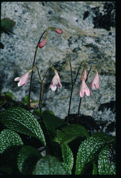 Image of Twinflower