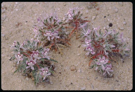 Image of <i>Langloisia matthewsii</i>