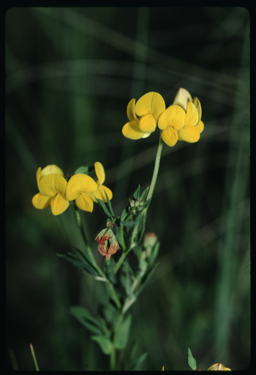 Слика од Lotus corniculatus L.